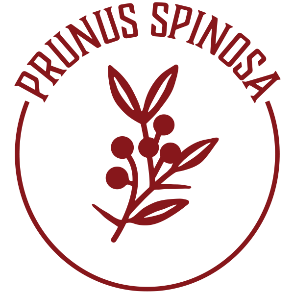 Schlehdorn - Prinus Spinosa