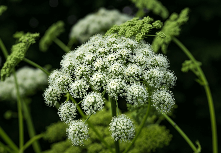 Engelwurz - Angelica Archangelica