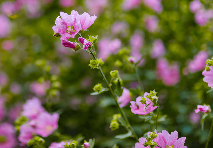 Malve - Malva Sylvestris