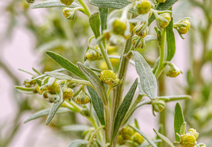 Wermut - Artemisia Absinthium